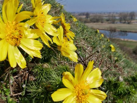 Blühende Adonischröschen auf den Oderhängen bei Lebus