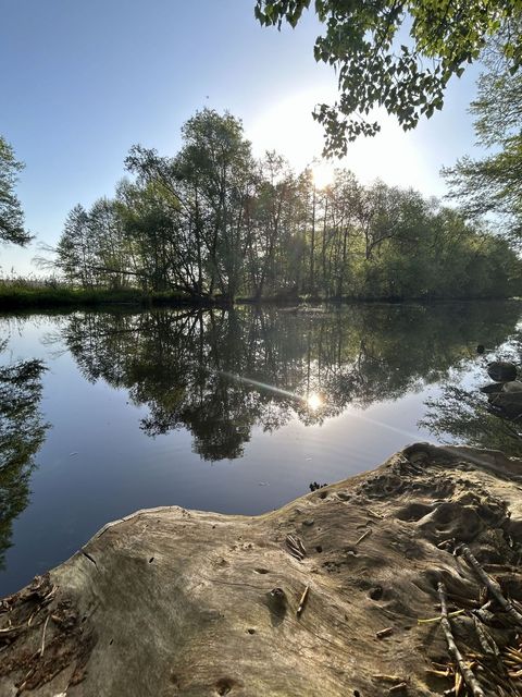 Blick auf ein Gewässer mit Bauminsel