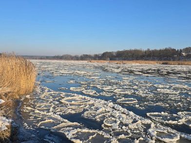 Brieger Gänse auf der Oder bei Aurith Eisschollen treiben auf der Oder