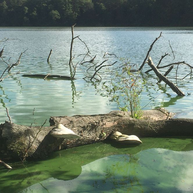 Hammersee Schlaubetal Gruenes Wasser