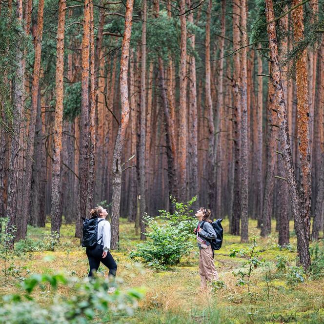 Naturpark Dahme-Heideseen Herbst 2 Wanderer im Wald