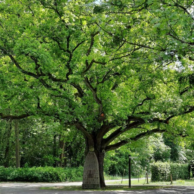 Alte Eiche in der Dorfmitte in Kaisermühl im Sommer