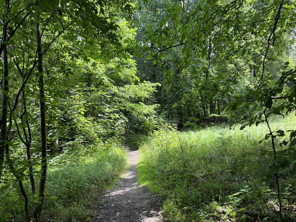 Kleiner Pfad im Wald