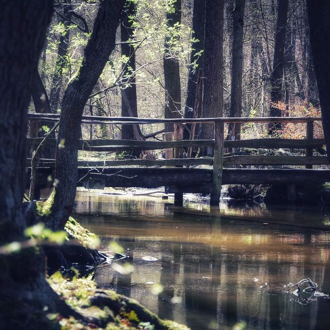 Bruecke zwischen Hammer-Treppelsee Schlaubetal