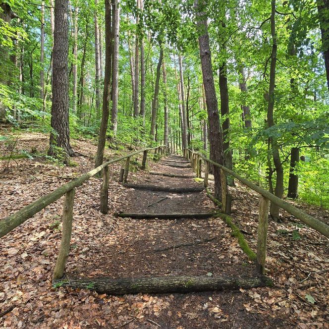 Försterblick Wirchensee Herbst