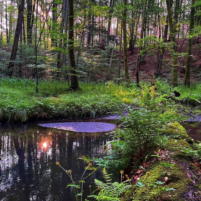 sumpfige Landschaft im grünen Wald des Schlaubetals