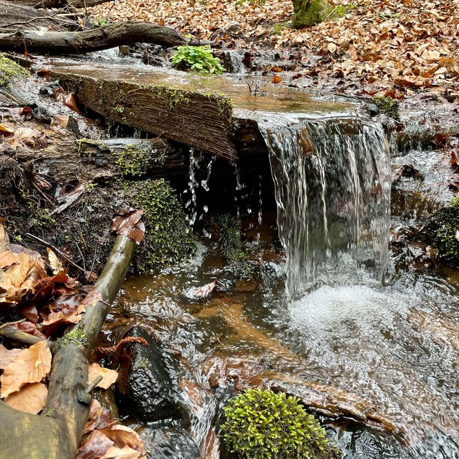 plätscherndes Fließ zwischen herbstlichem Laub
