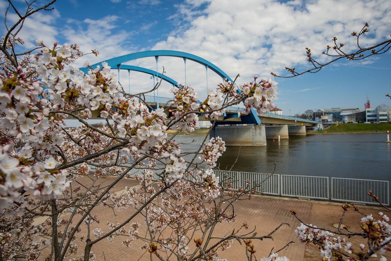 Frühling in der Doppelstadt Frankfurt (Oder) / Slubice